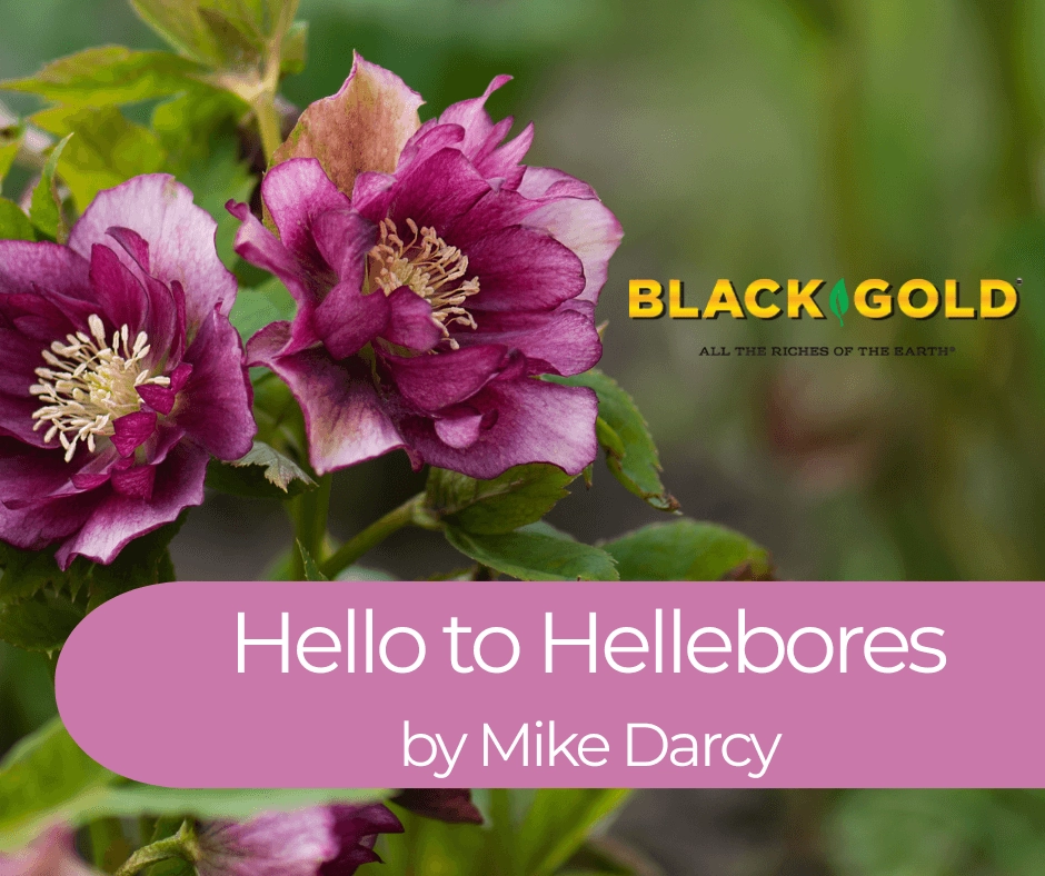Close-up of deep magenta double hellebore flowers with green leaves, Black Gold logo and Hello to Hellebores banner