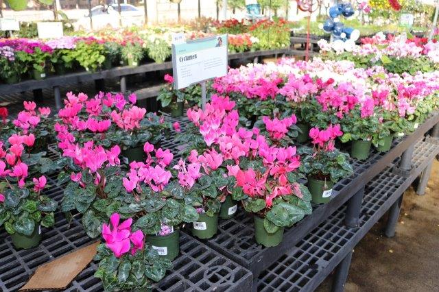 Flowers for sale