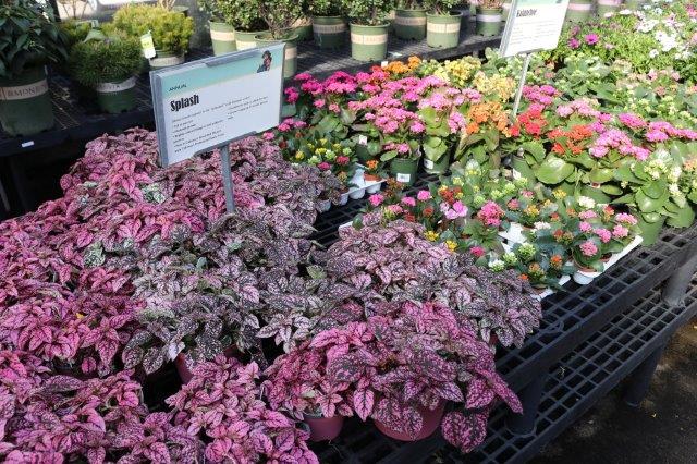 Plants for sale