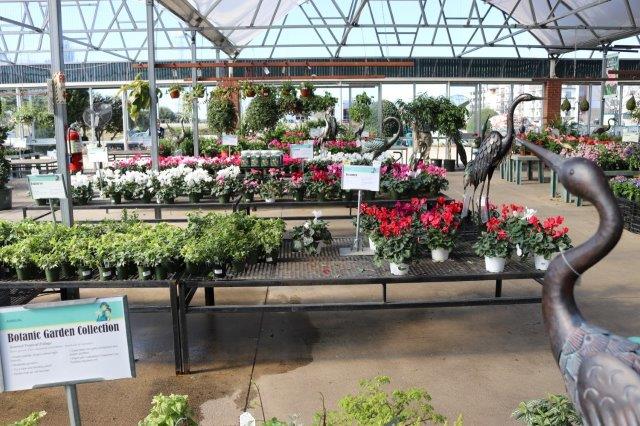 Plants for sale
