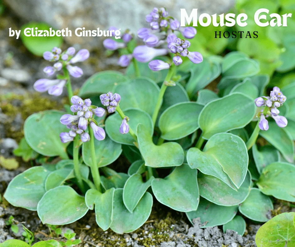 Close-up of Blue Mouse Ears mouse ear hosta with rounded blue-green leaves and lavender flower buds in a shady garden bed