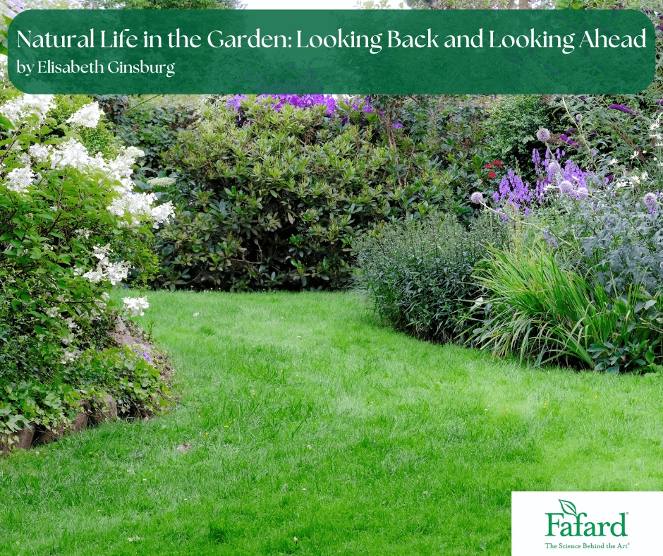 Lush cottage garden border with green lawn, flowering perennials and shrubs illustrating natural life in the garden