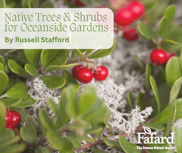 Close-up of bearberry groundcover with glossy leaves, bright red berries and lichen for oceanside gardens