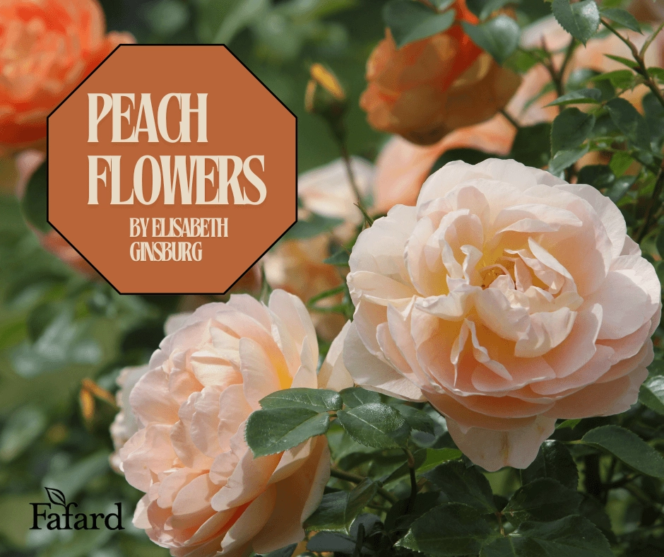 Peach-colored garden roses in soft bloom with green foliage and a brown octagon title badge reading "Peach Flowers"