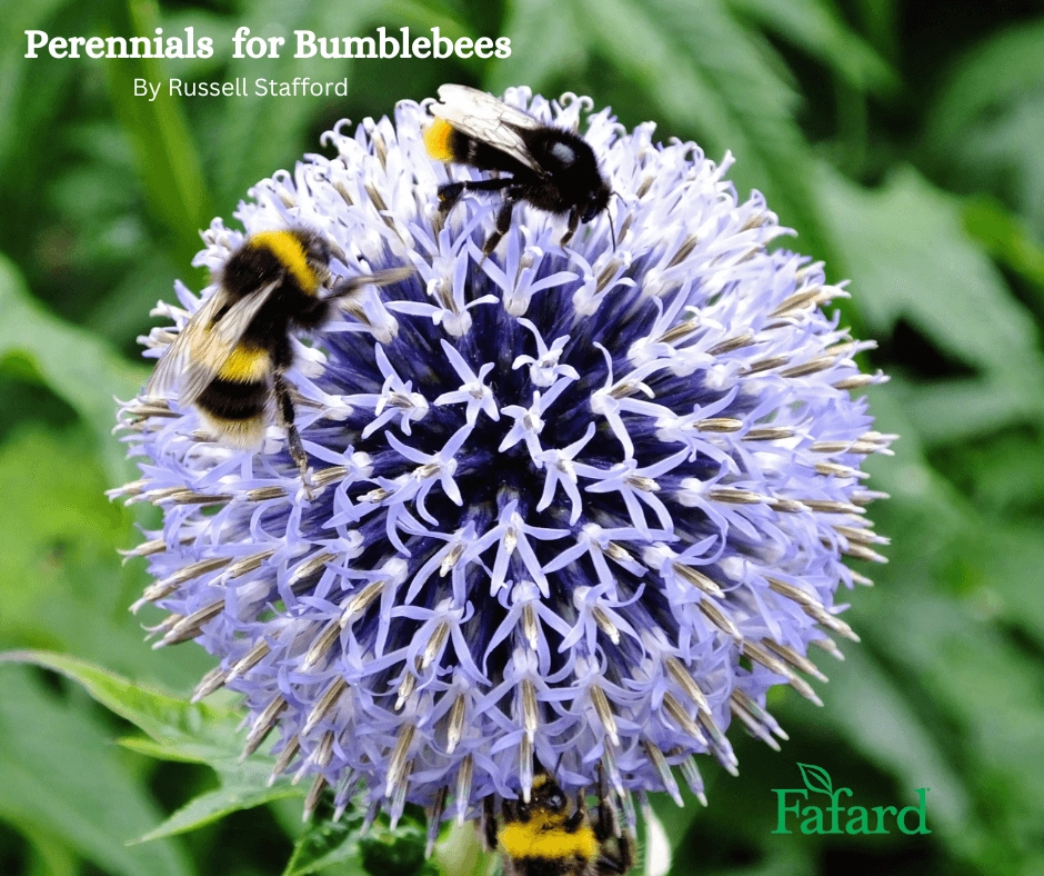 Three bumblebees foraging on a purple globe thistle bloom, Perennials for Bumblebees article header image for gardening tips