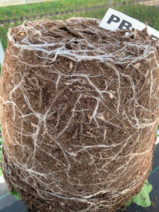 Polar Bear mix showing root growth