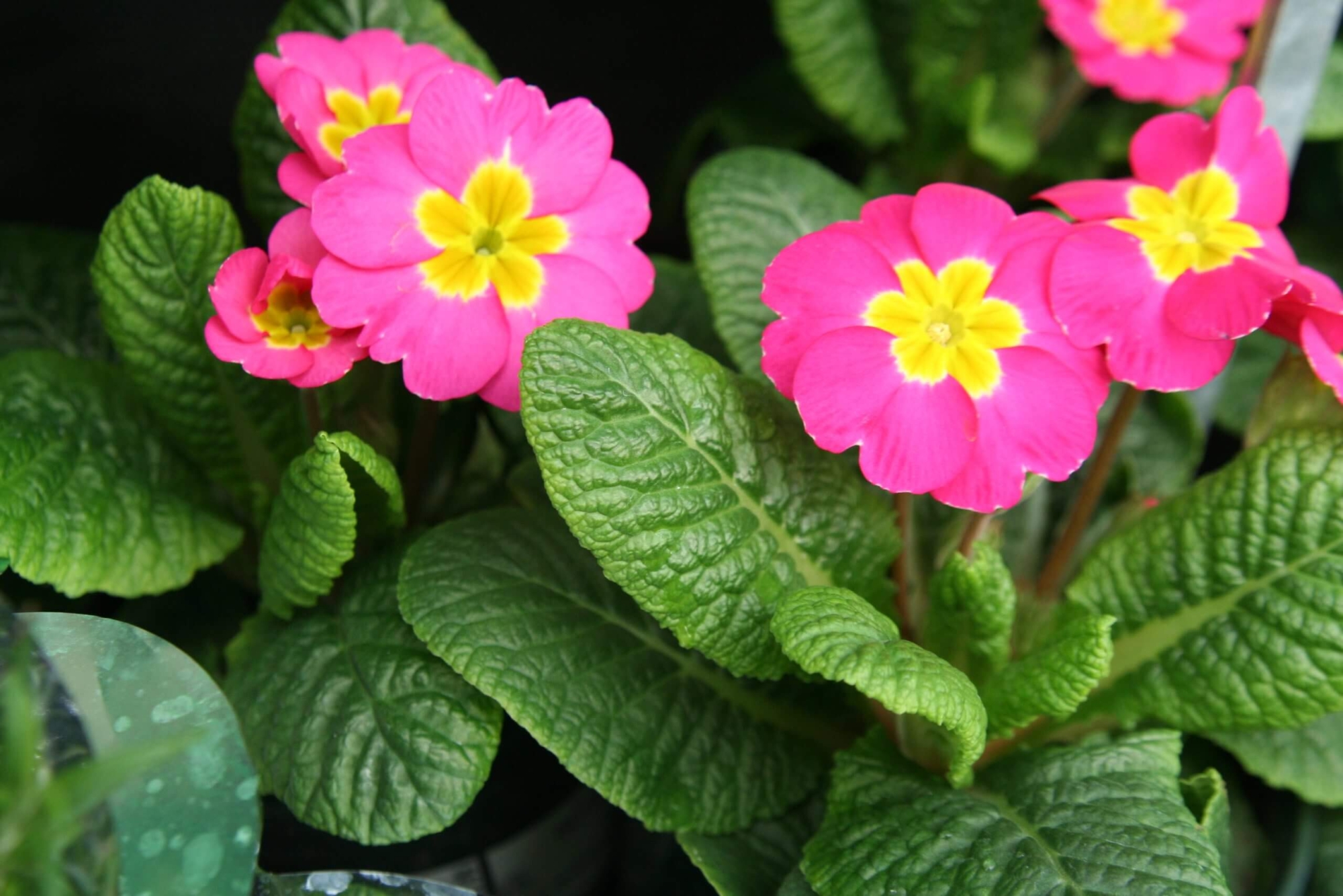 Primrose
