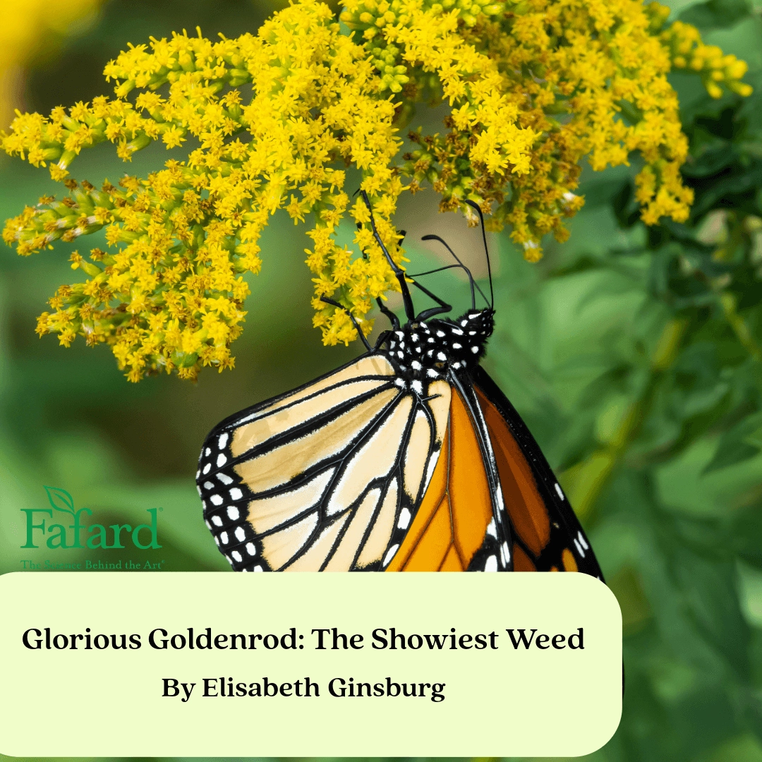 Close-up of a monarch butterfly nectaring on yellow goldenrod flowers with Fafard logo and article title