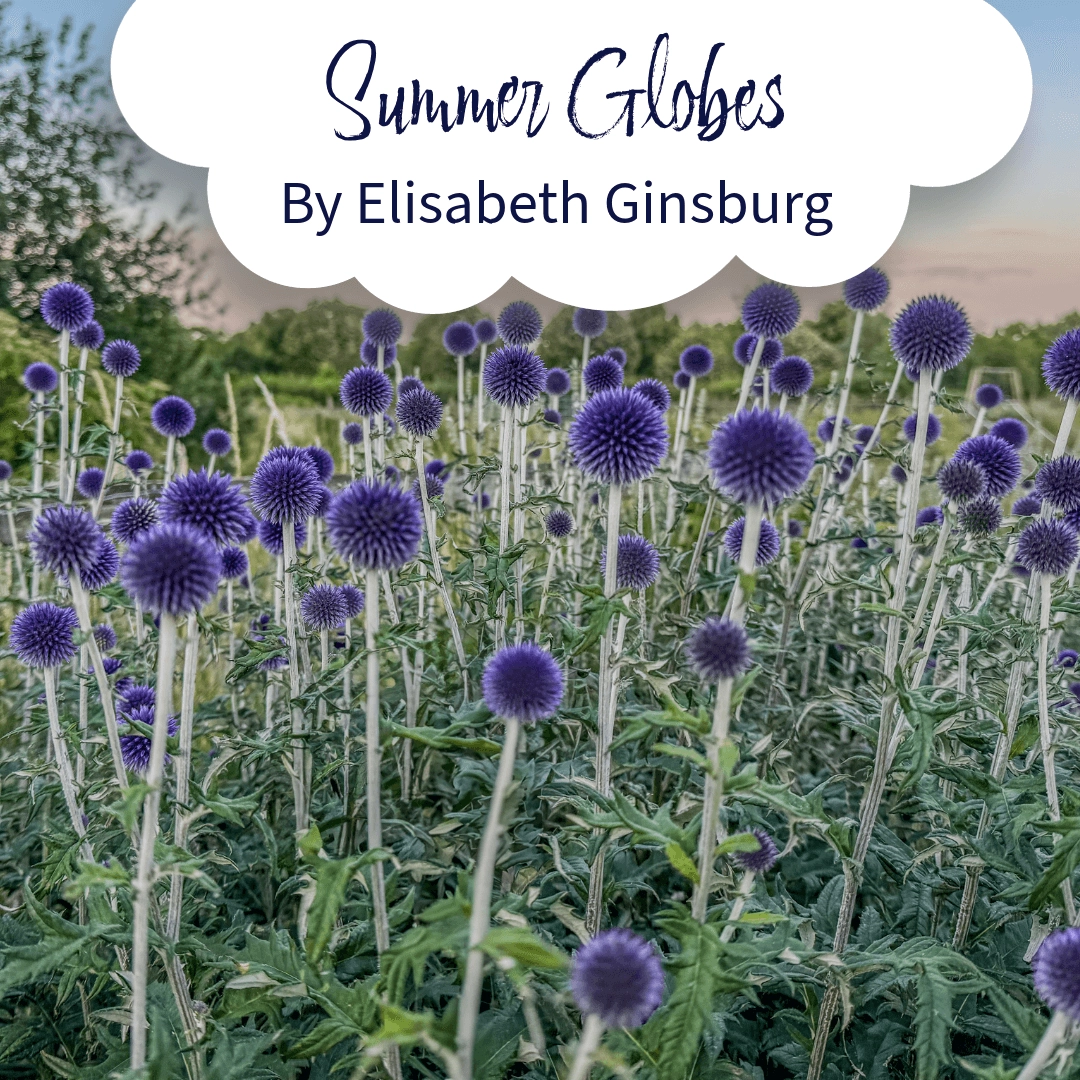 Field of blue globe thistles (Echinops) with round purple flowerheads in a summer garden for planting and container ideas