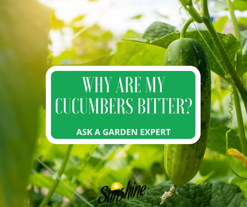 Close-up of a Sunshine Bitter Cucumbers banner with a cucumber on the vine and overlay text "Why Are My Cucumbers Bitter?"