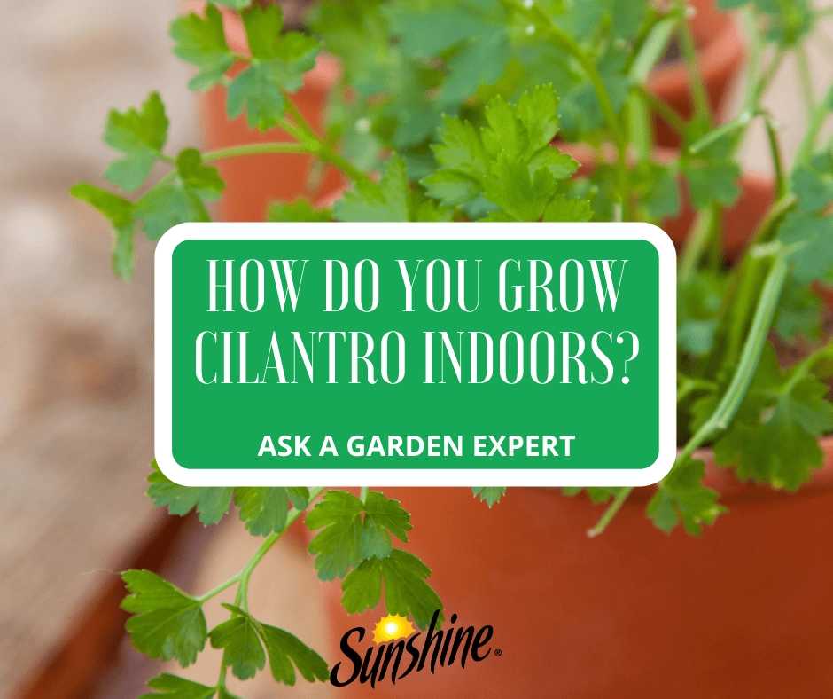 Healthy cilantro in a terracotta pot on a bright windowsill with a “How Do You Grow Cilantro Indoors?” banner