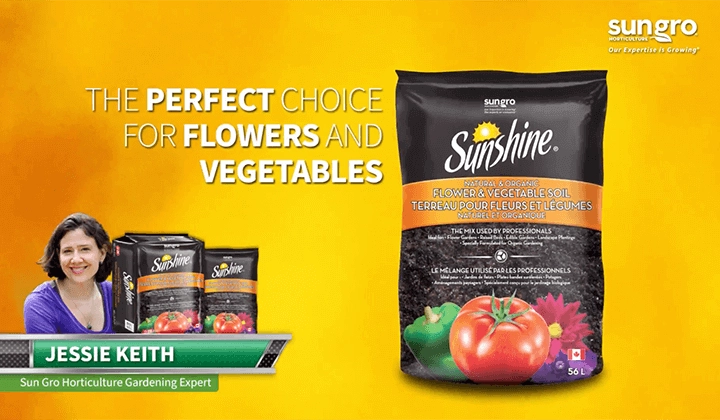 Sunshine Natural & Organic Flower & Vegetable Soil bag with tomatoes and peppers on yellow backdrop and expert badge