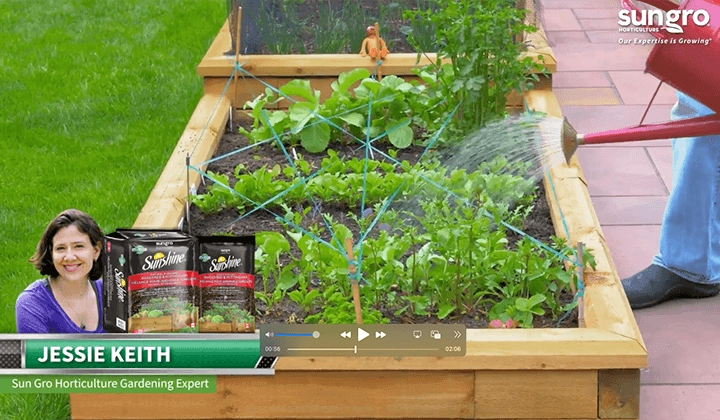 Sunshine Natural & Organic Raised Bed demo: wooden raised bed with lush vegetables being watered and product bags visible