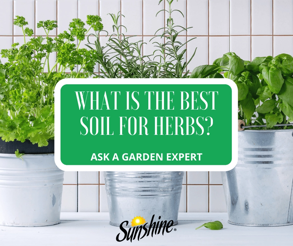 Potted culinary herbs (parsley, rosemary, basil) in metal containers on a tile backsplash promoting best soil for herbs