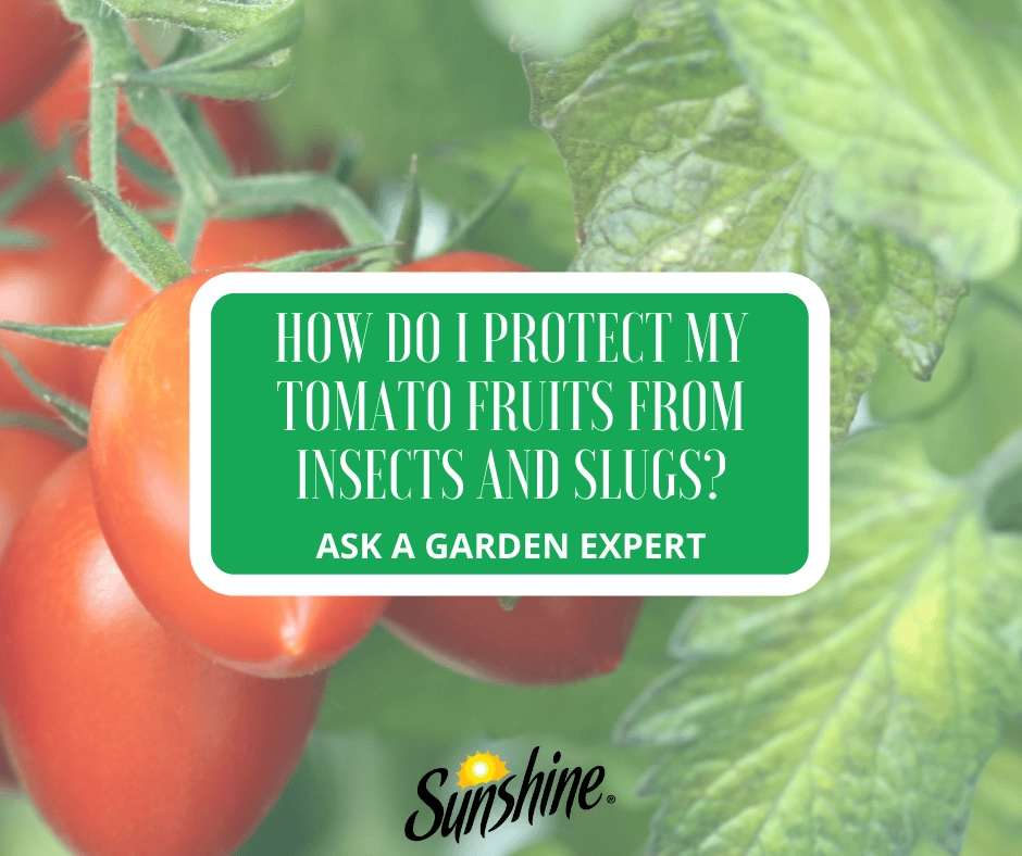 Ripe Sunshine tomatoes on the vine with green foliage and text about protecting tomato fruits from insects and slugs