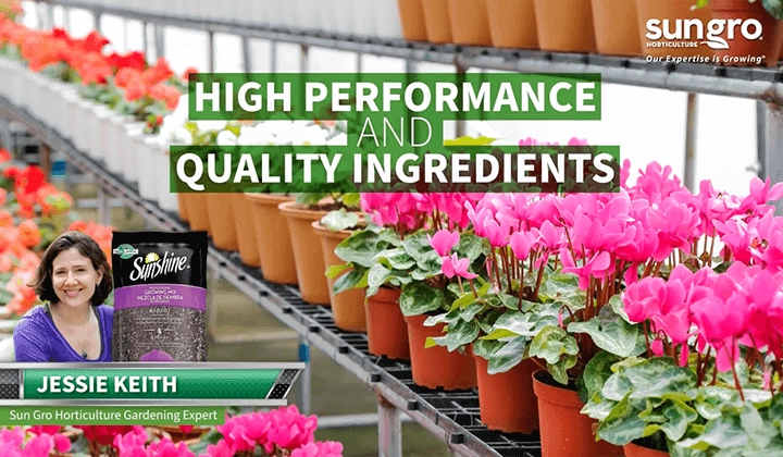 Rows of pink cyclamen in pots on greenhouse benches with Sunshine Professional Growing Mix bag and Jessie Keith banner