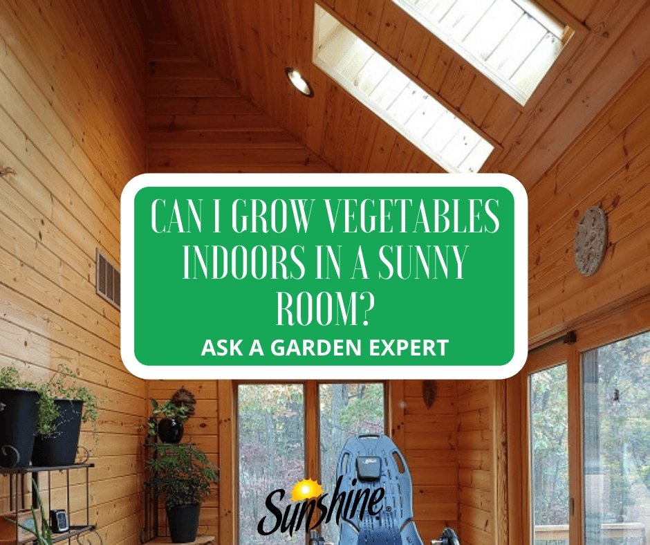 Bright wood-paneled room with skylights and potted vegetables illustrating indoor vegetable growing in a sunny space
