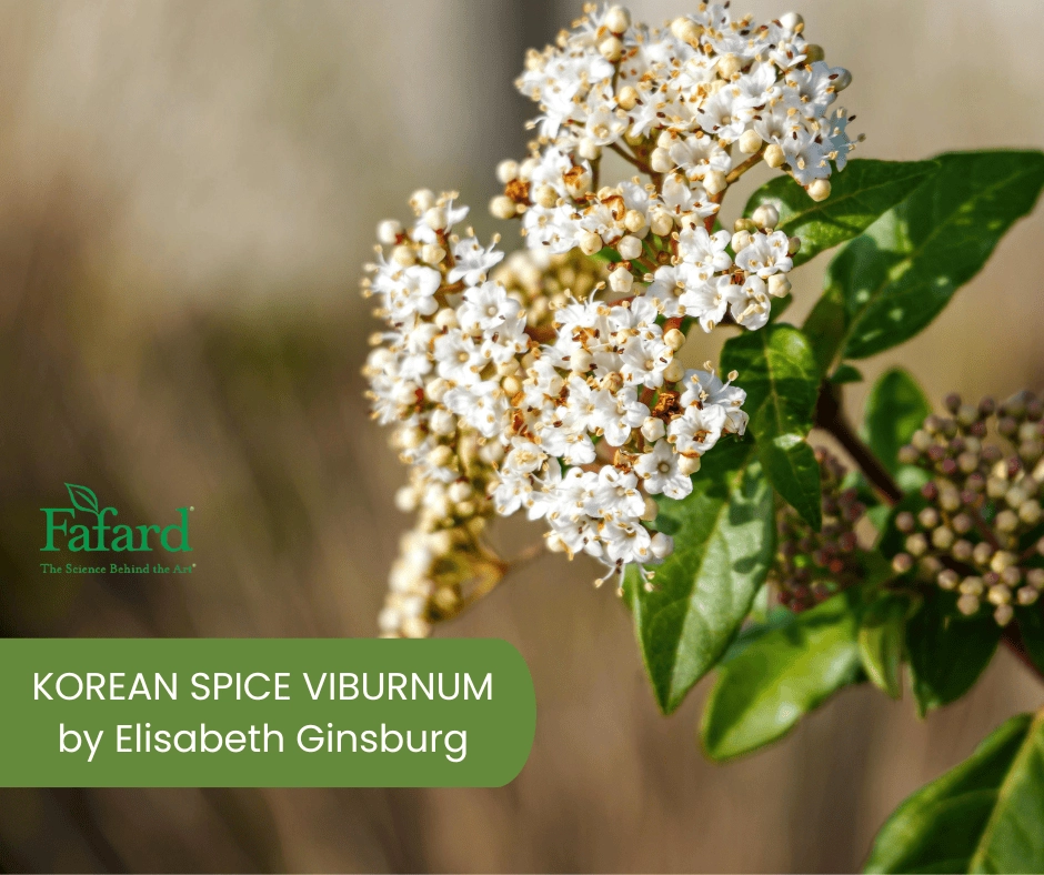 Korean Spice Viburnum close-up showing white scented flower clusters and green leaves, Fafard logo (95 chars)