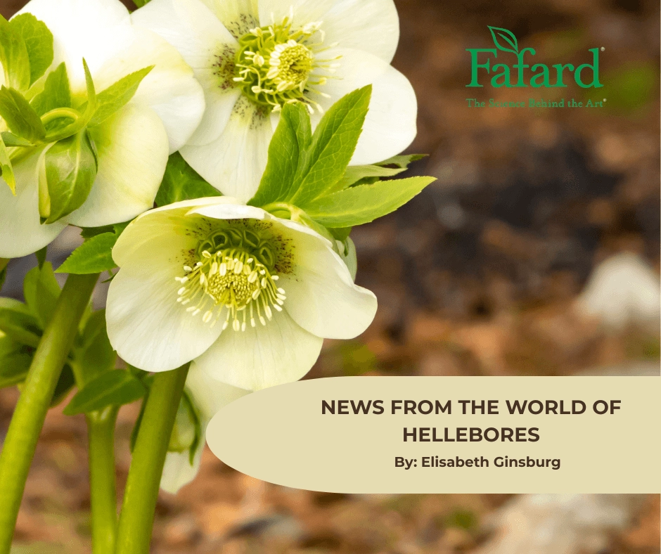 Greenish-white hellebore close-up showing stamens and foliage with a beige banner titled "News From the World of Hellebores"