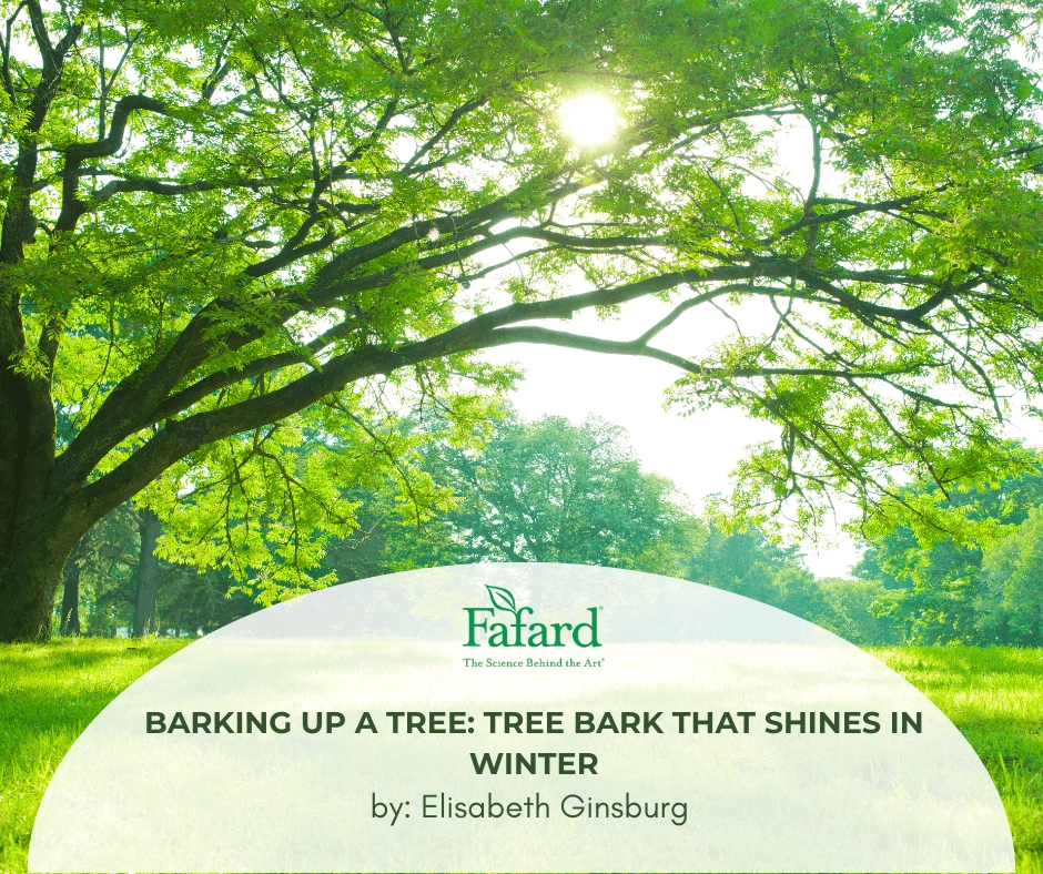 Sunlit park with large leafy tree arching over meadow and Fafard logo for "Barking Up a Tree" article