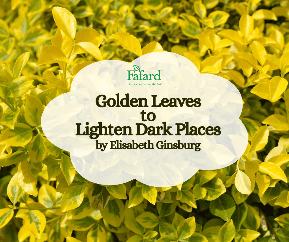 Golden-green variegated leaves backdrop with Fafard logo and article title "Golden Leaves to Lighten Dark Places"