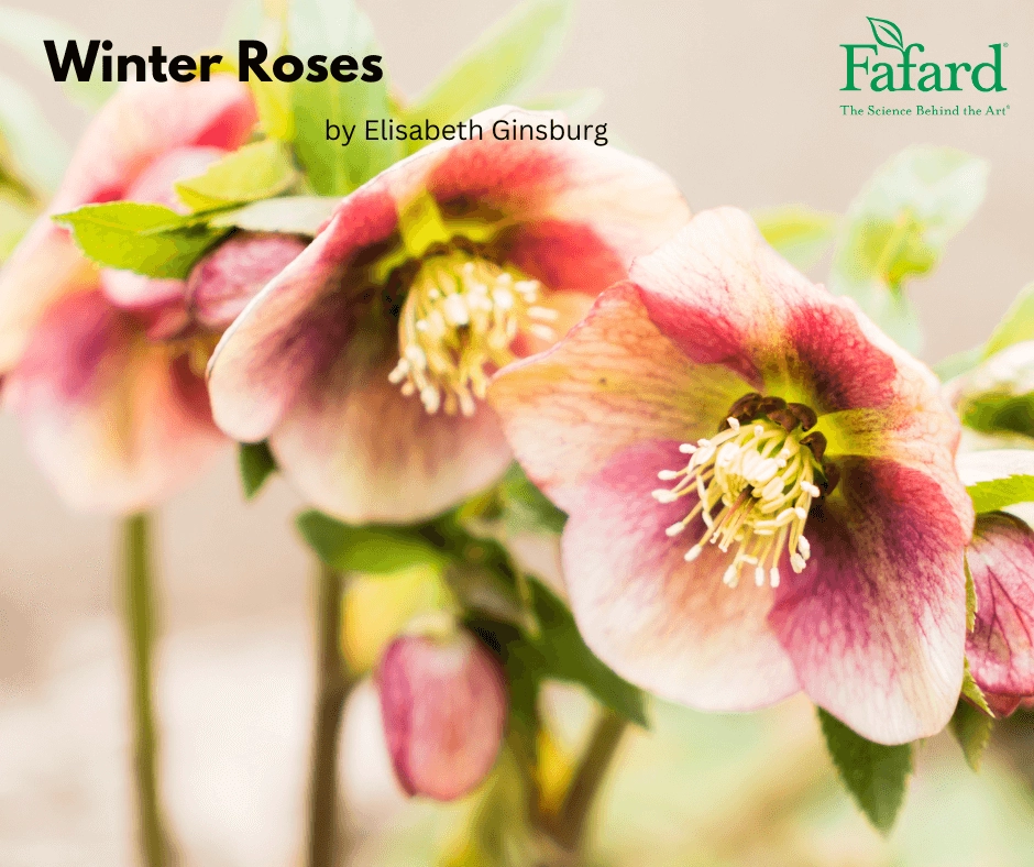 Close-up of pink and white Helleborus niger "Christmas rose" blooms with golden stamens on a pale winter garden background