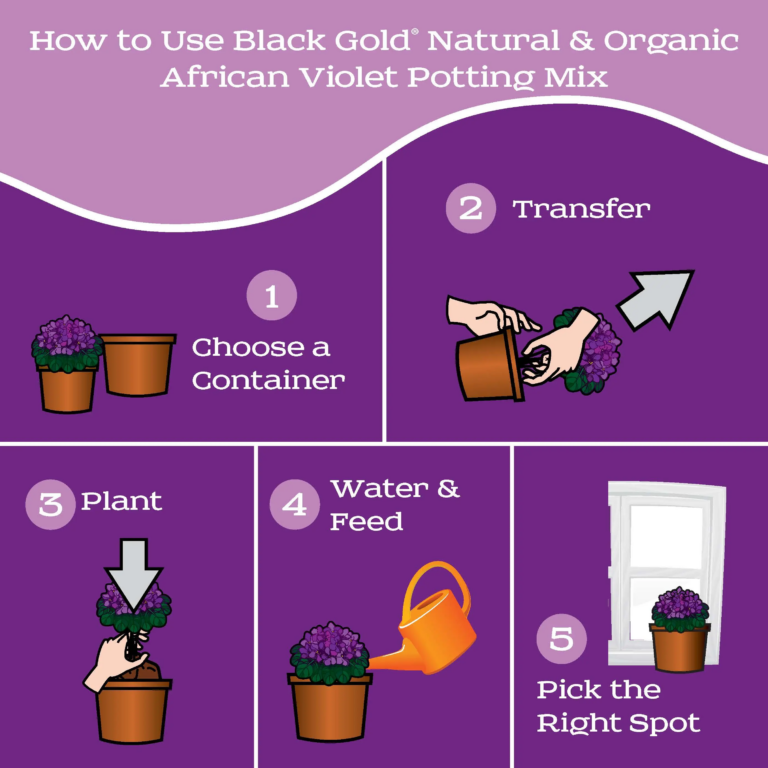 african violet_Page_3