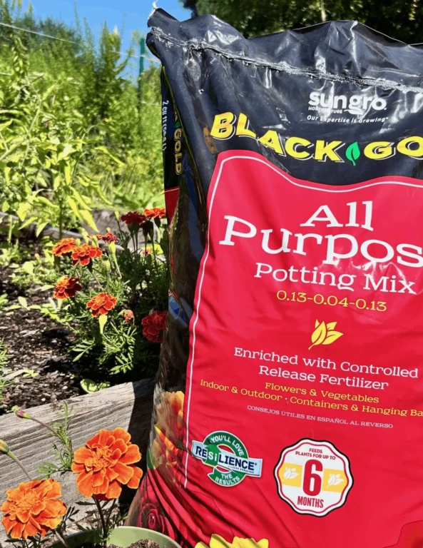 Sungro Black Gold All Purpose Potting Mix bag next to orange marigolds in a sunny raised garden bed with brand label visible