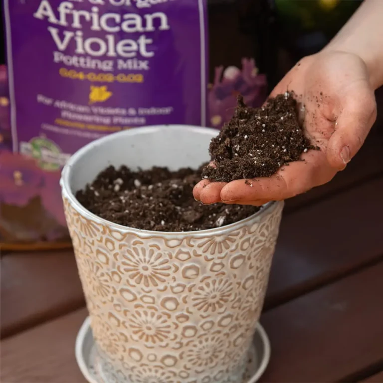 Hand holding African violet potting mix over decorative planter ready for planting indoor African violet houseplant