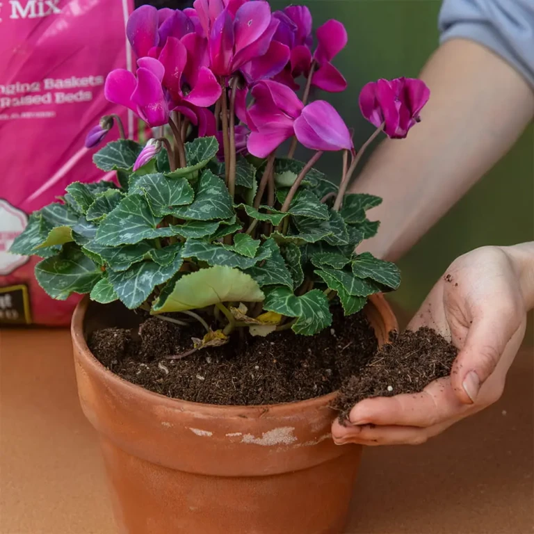 Adding coco coir potting mix to a terracotta pot planted with blooming pink cyclamen, bag shown behind