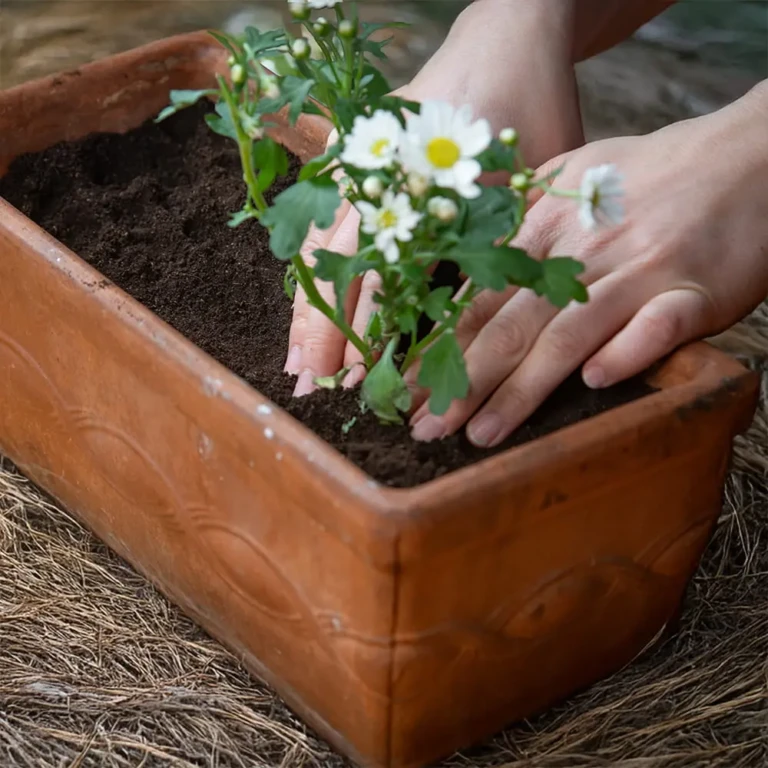 Hands planting white daisy flowers in terracotta rectangular planter filled with rich potting mix for container gardening