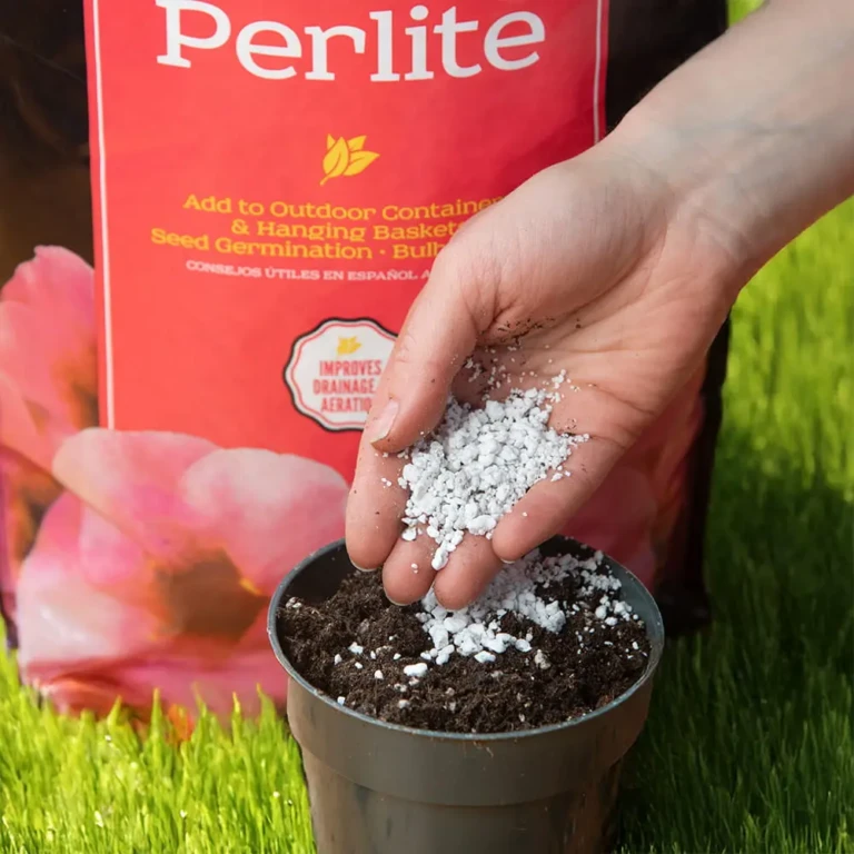 Hand sprinkling white perlite granules into a small black nursery pot over potting soil with Perlite bag background