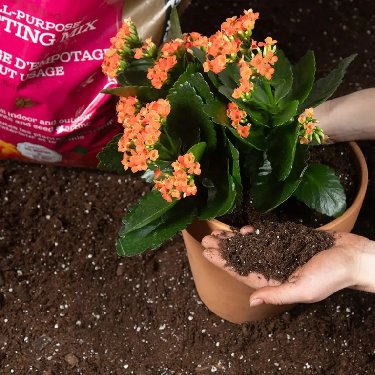 Black-Gold®-All-purpose-potting-mix-potting