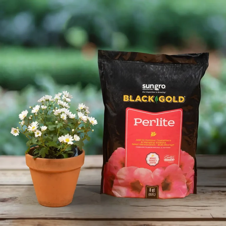 Black Gold Perlite 8qt bag beside terracotta pot of white daisies, horticultural perlite for improved drainage and aeration