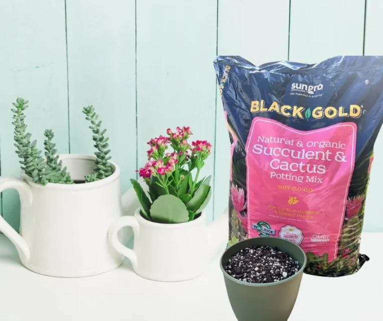 Bag of Black Gold succulent & cactus potting mix beside potted succulents and empty planting pot on mint wood background