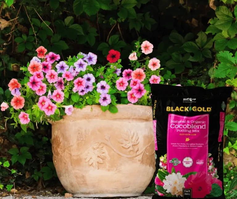 Terracotta pot of pink and purple petunias next to Black Gold Cocoblend organic potting mix bag in garden