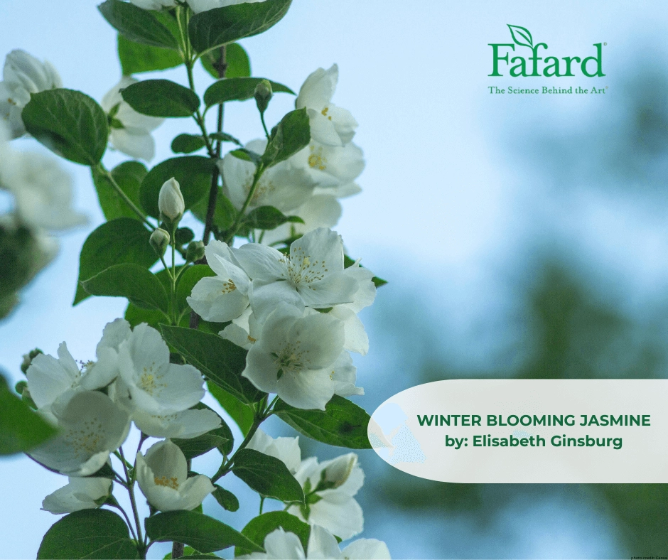 Close-up of white winter-blooming jasmine (Jasminum nudiflorum) flowers and green leaves with Fafard logo and article title