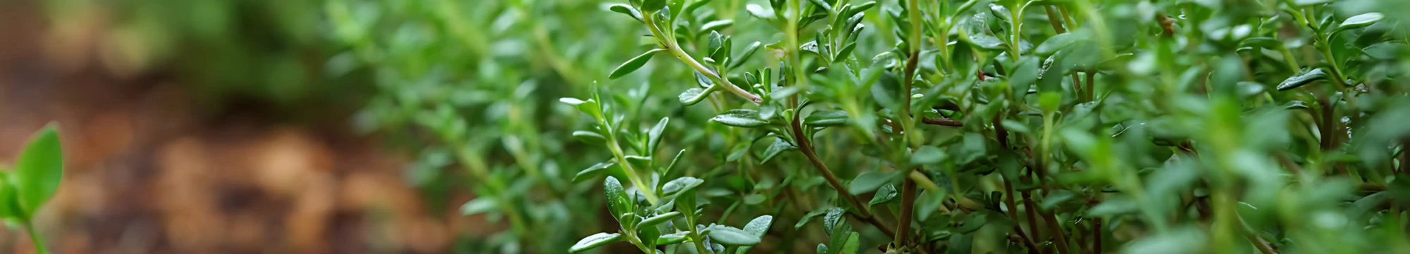 growing ingredients - hero