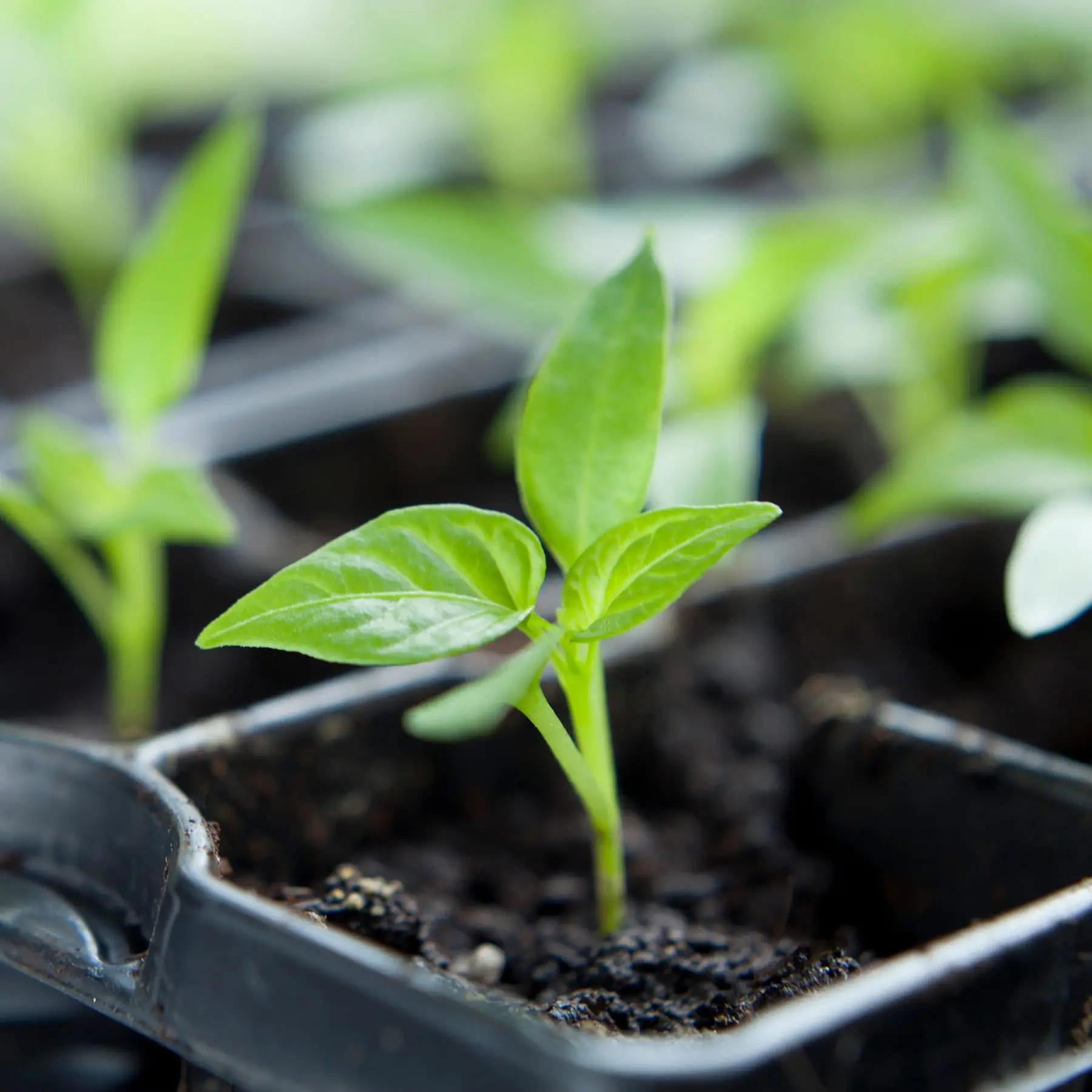 growing trials & resources - professional
