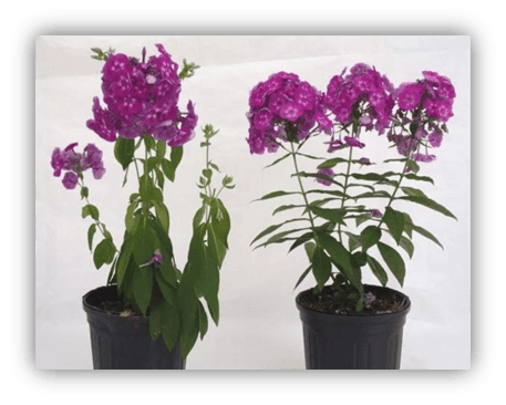 Side-by-side potted pink phlox showing silicon-treated plant with fuller blooms and less wilting in shelf-life trial
