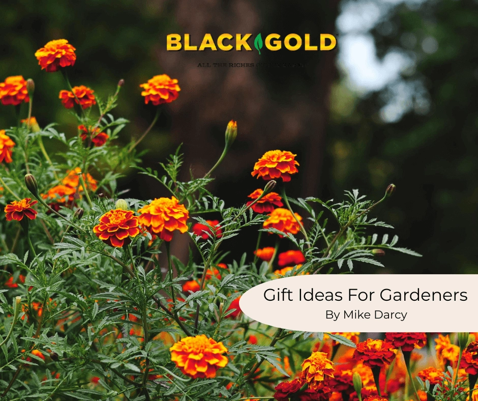 Orange marigolds with Black Gold logo and "Gift Ideas For Gardeners by Mike Darcy" banner promoting gardener gift ideas