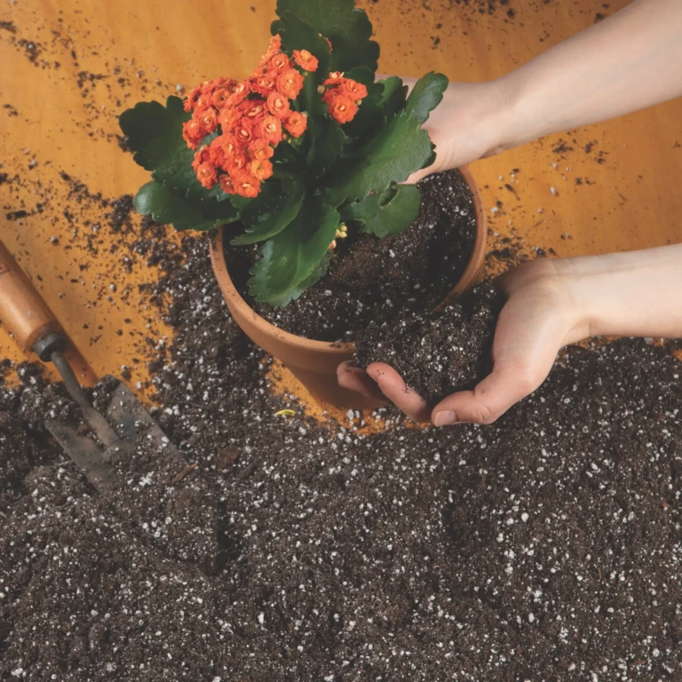 Close-up of hands potting an orange Kalanchoe with Sunshine Mix potting soil in a terracotta pot at a workspace