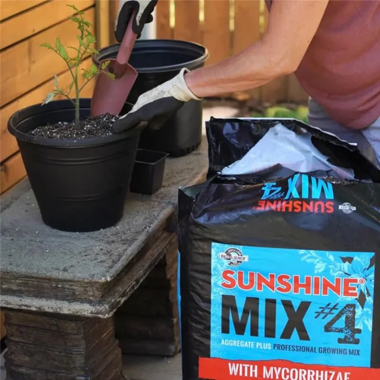 Bag of Sunshine Mix #4 potting mix with mycorrhizae next to gardener planting seedling in black pot on patio