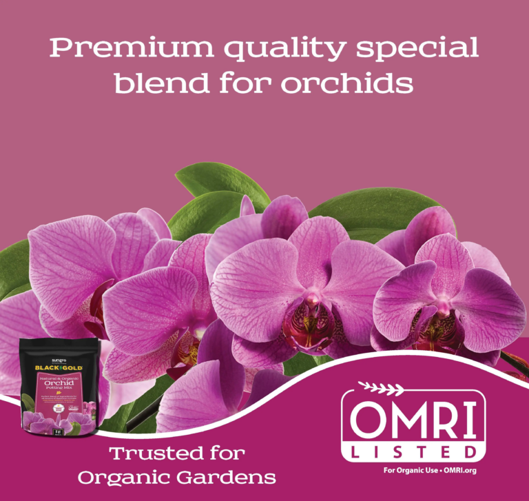 orchid_Page_2