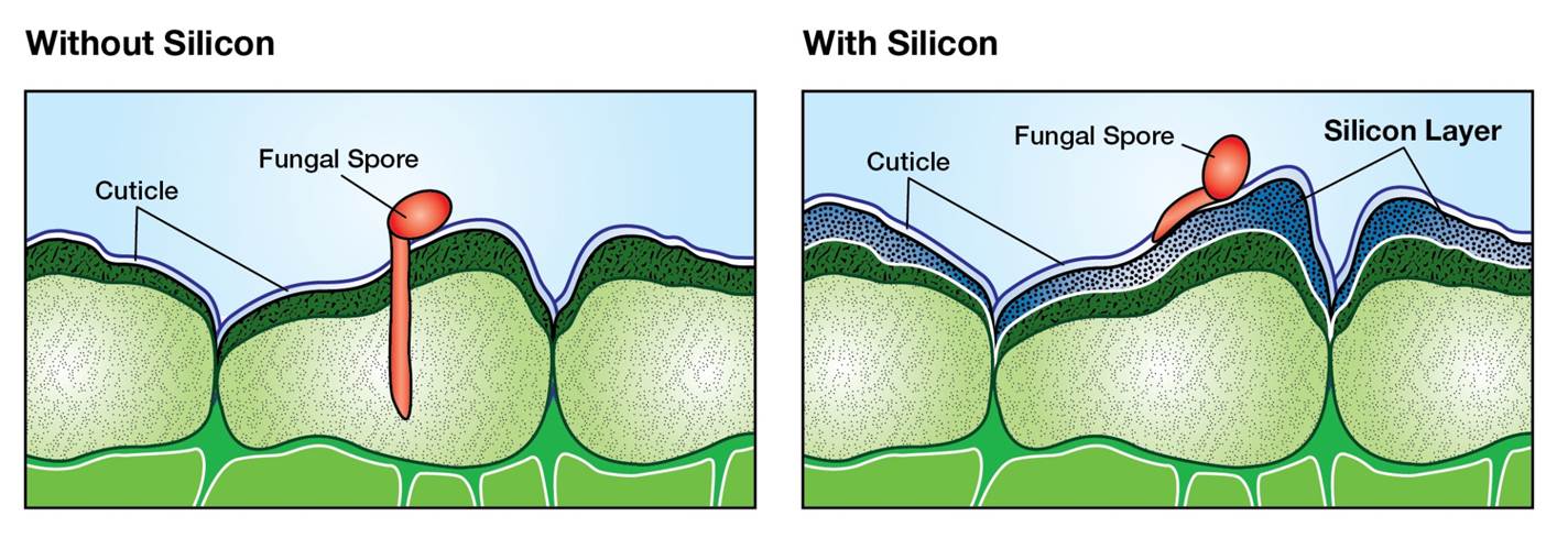 Silicon reinforces plant&rsquo;s defense system both physically and chemically. Physically, solidified silicon deposits just below the leaf surface increase the resistance to penetration by fungal spores and insects.