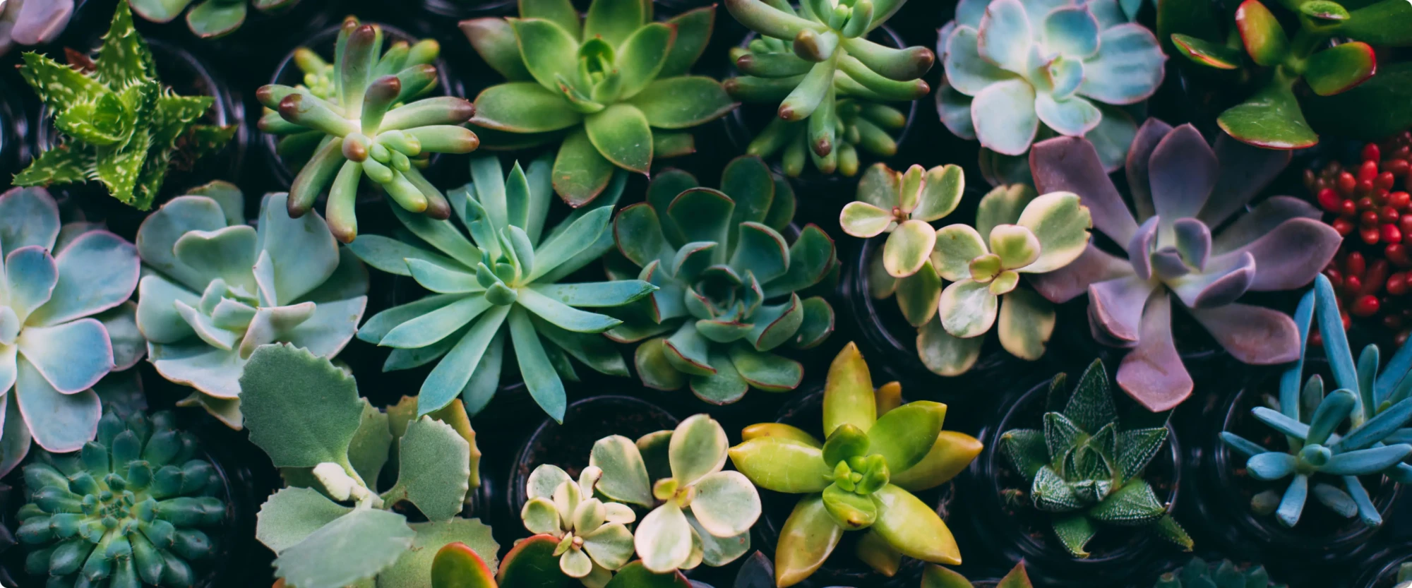 plants & projects - cta