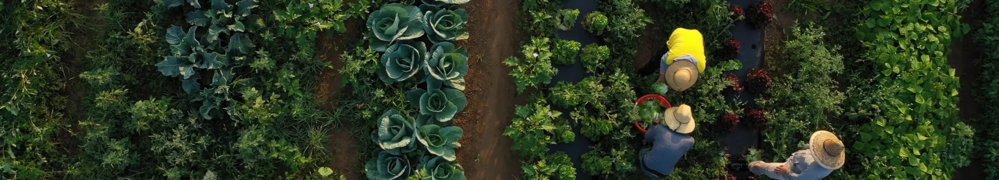 professional grower trials - hero