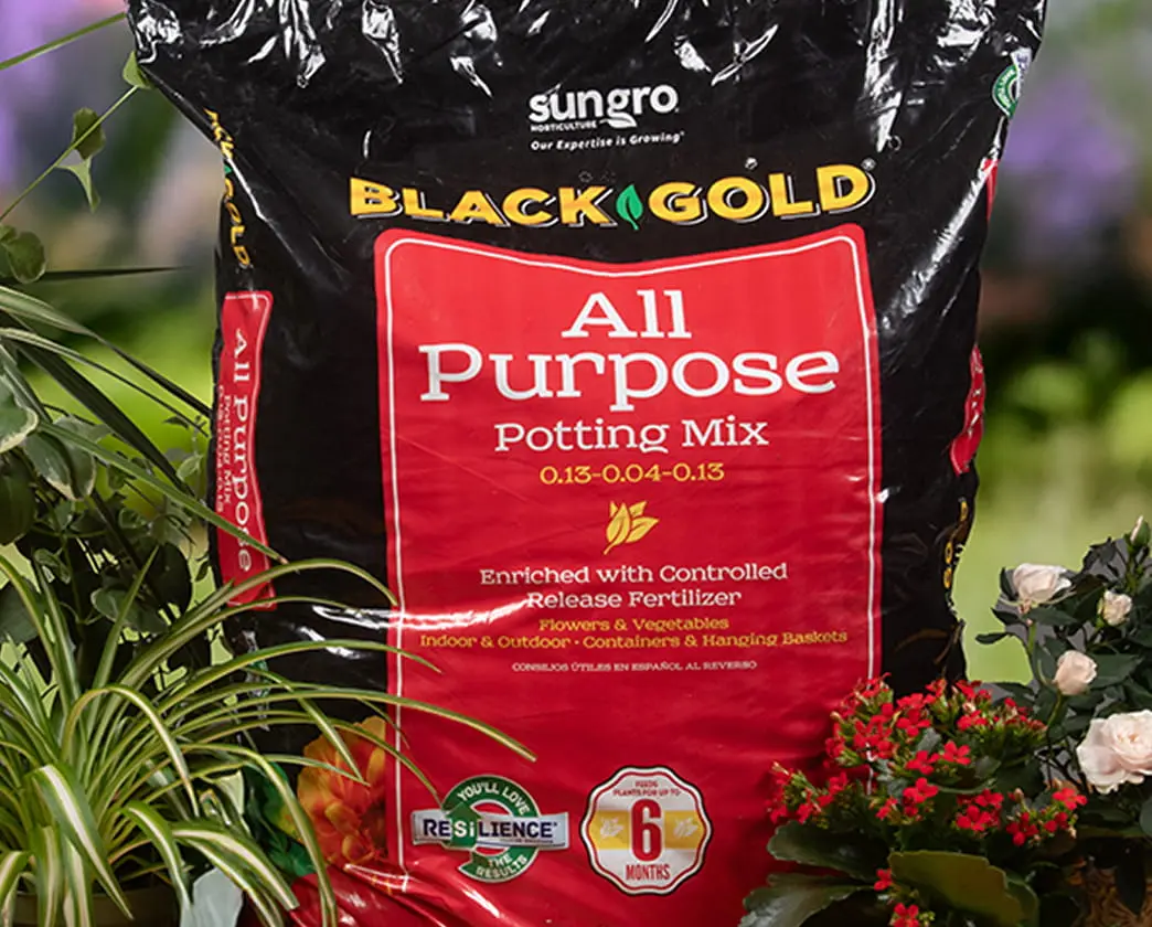 Sungro Black Gold All Purpose Potting Mix bag with red label surrounded by flowering plants.