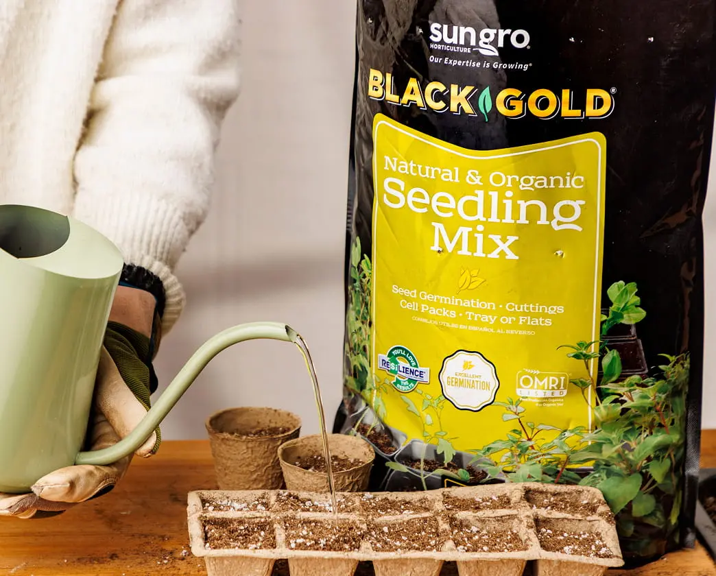 Sungro Black Gold Natural & Organic Seedling Mix bag next to seed trays and small plants.