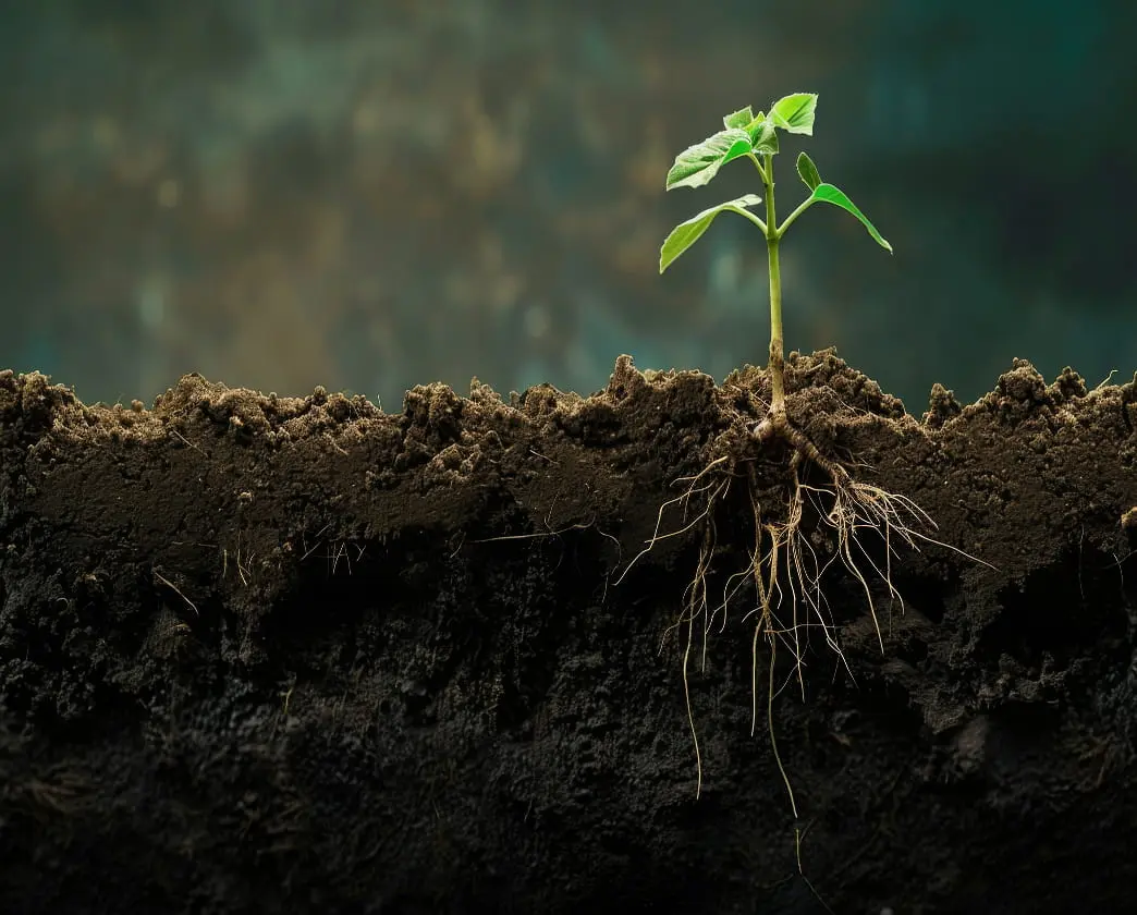 Young seedling with roots visible in dark potting soil.